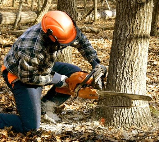 Tree Removal in Dougherty, TX